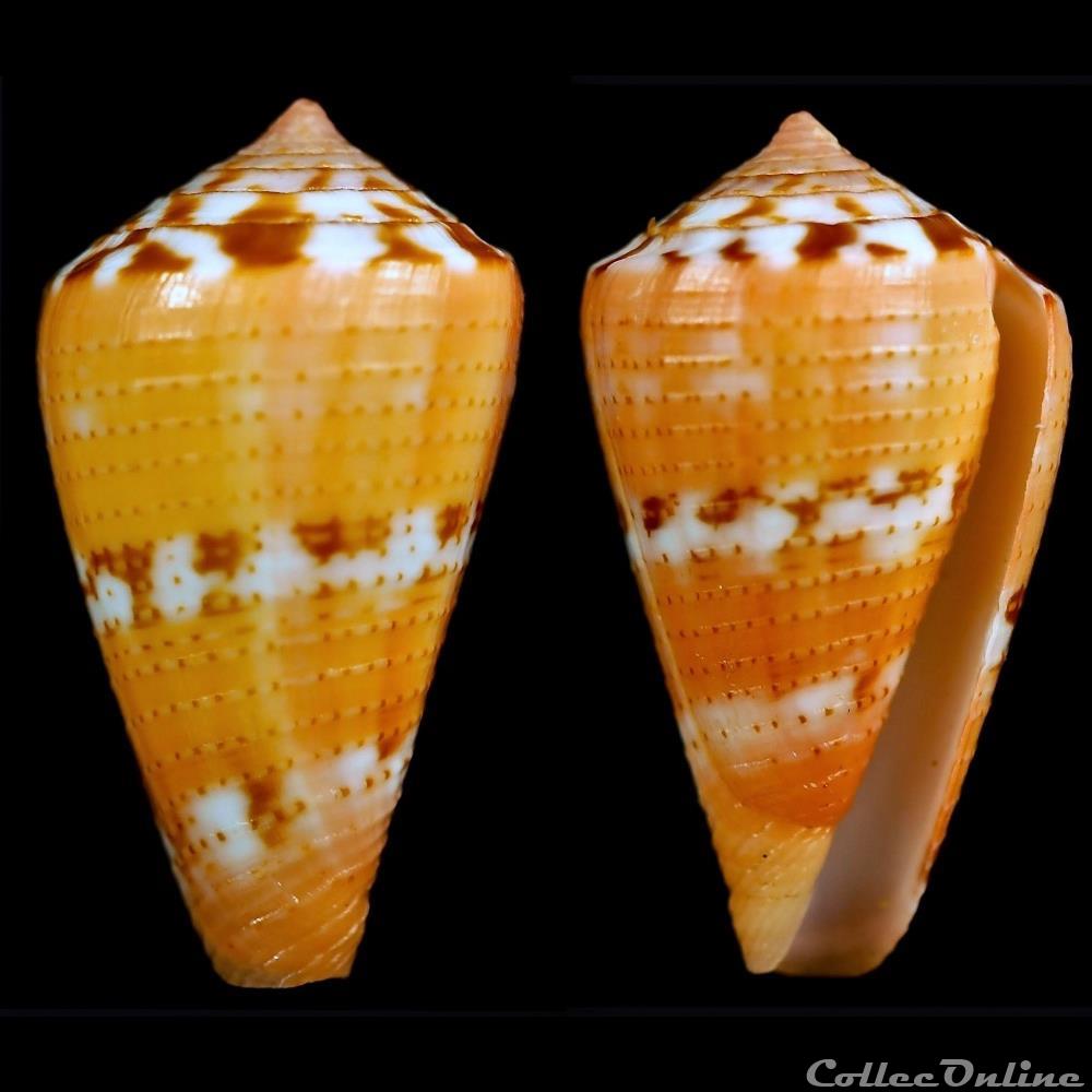Dauciconus (Purpuriconus) vittatus (Hwass in Bruguière, 1792) coquillage fossile gastropodum dauciconus purpuriconus vittatus hwass in bruguiere 1792