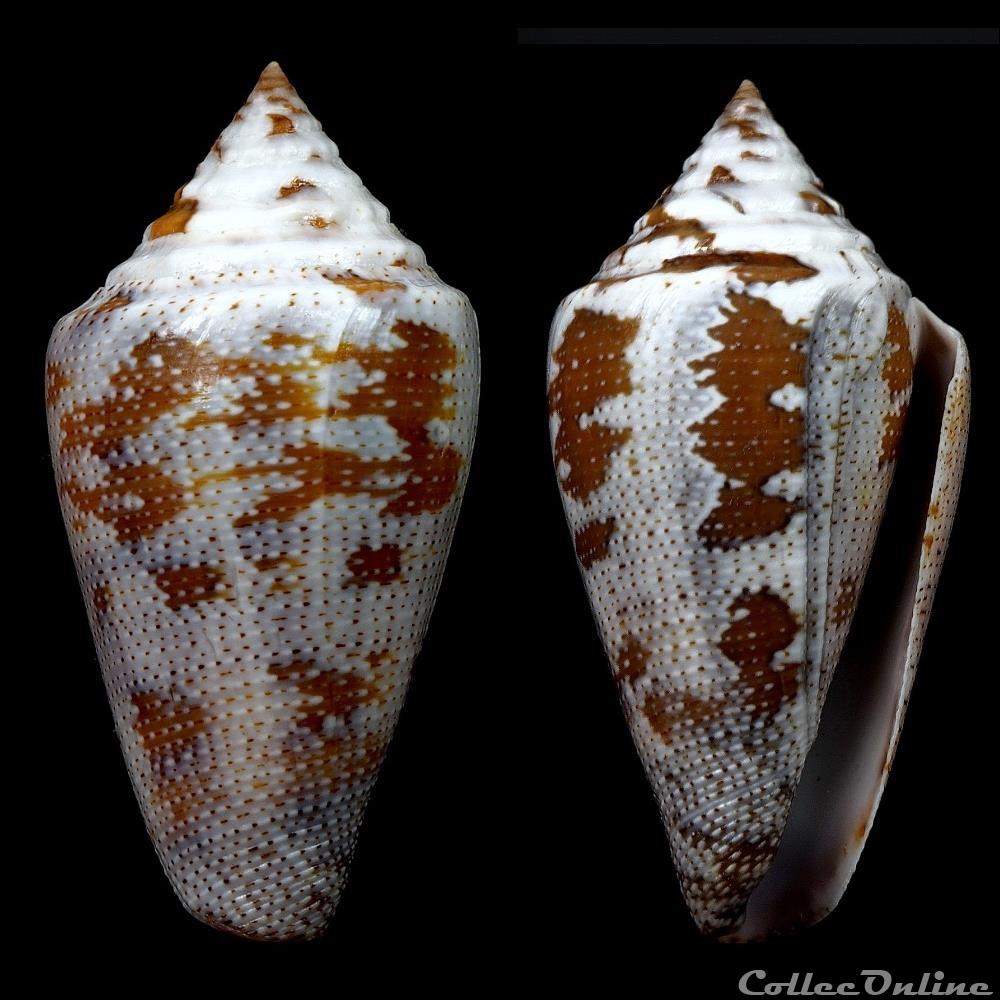 Tenorioconus monicae Petuch & Berschauer, 2015 coquillage fossile gastropodum tenorioconus monicae petuch berschauer 2015