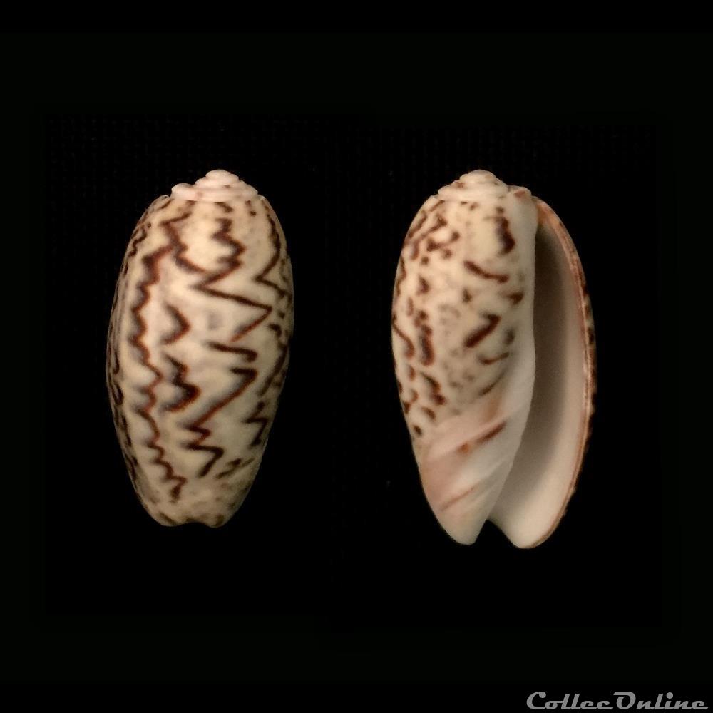 coquillage fossile gastropodum oliva carmione bulbosa f undata lamarck 1811