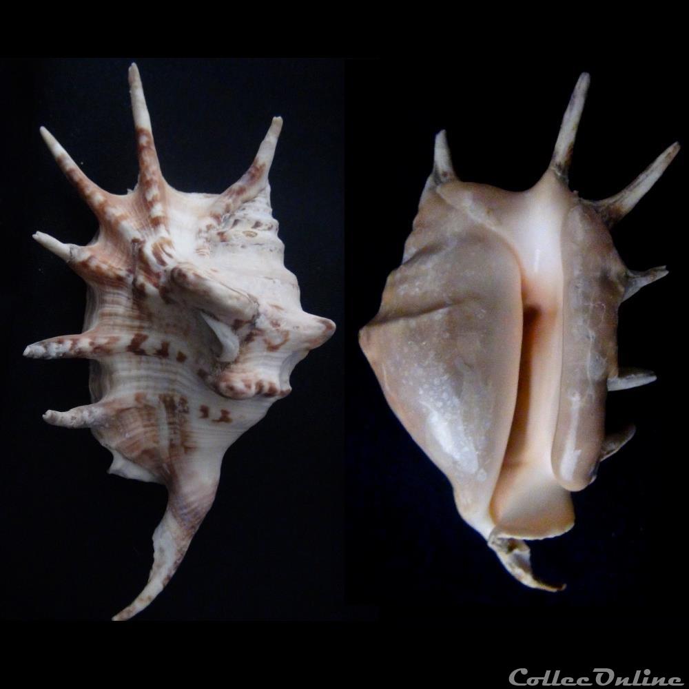 coquillage fossile gastropodum lambis lambis linnaeus 1758