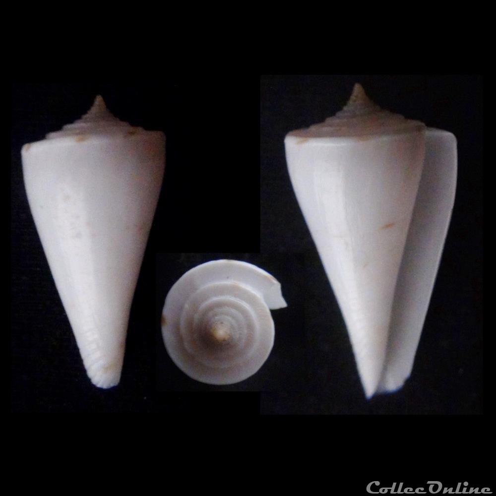 Endemoconus ione (Fulton, 1938) coquillage fossile gastropodum endemoconus ione fulton 1938