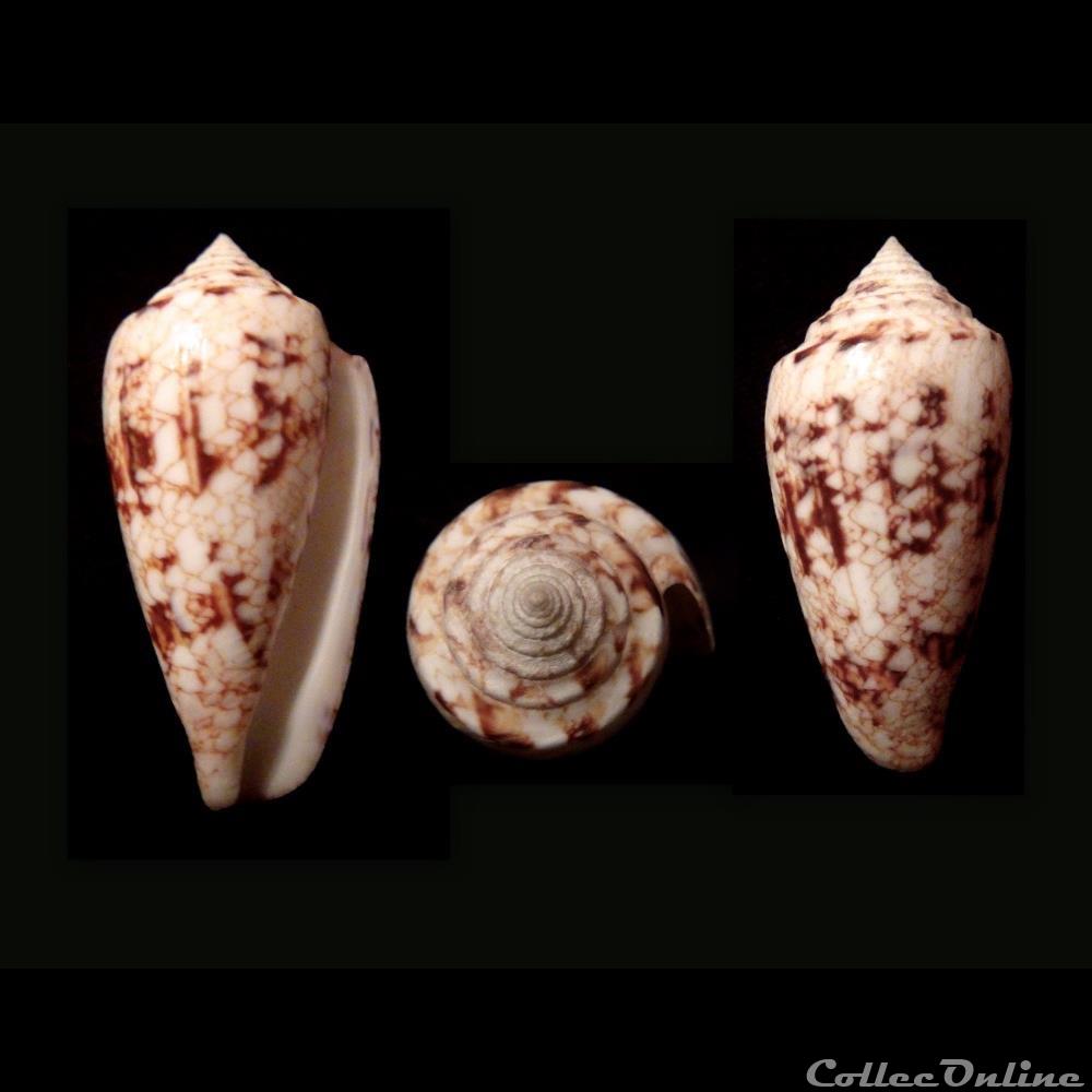 Cylindrus victoriae (Reeve, 1843) coquillage fossile gastropodum cylindrus victoriae reeve 1843