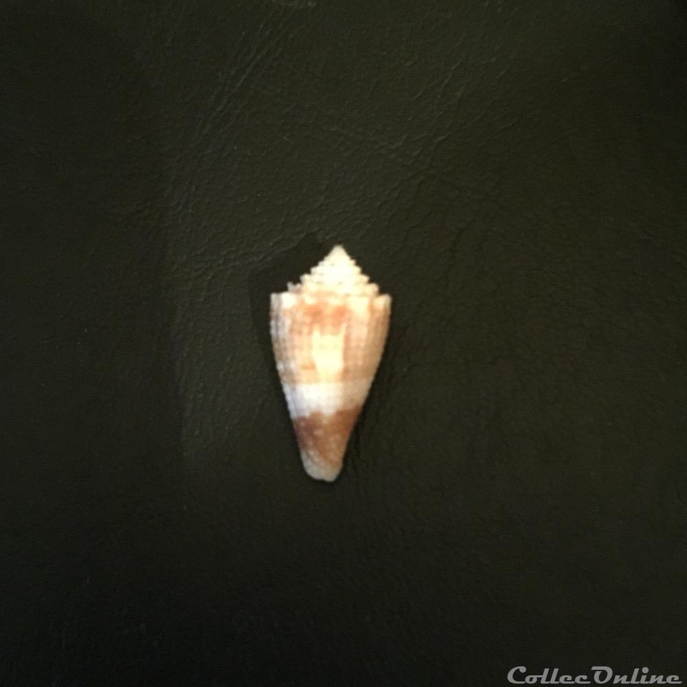 Stephanoconus (Taranteconus) chiangi Azuma, 1972 coquillage fossile gastropodum stephanoconus taranteconus chiangi azuma 1972