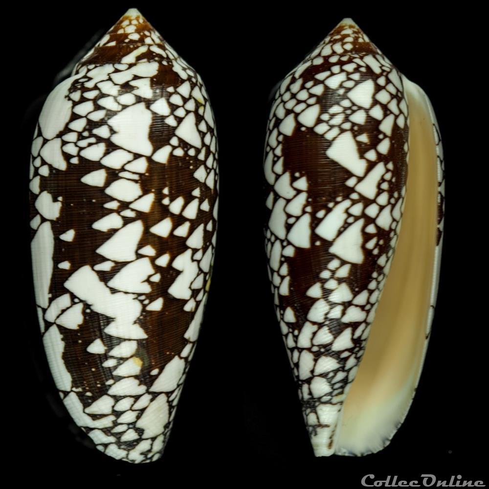 Darioconus aulicus (Linnaeus, 1758) coquillage fossile gastropodum darioconus aulicus linnaeus 1758