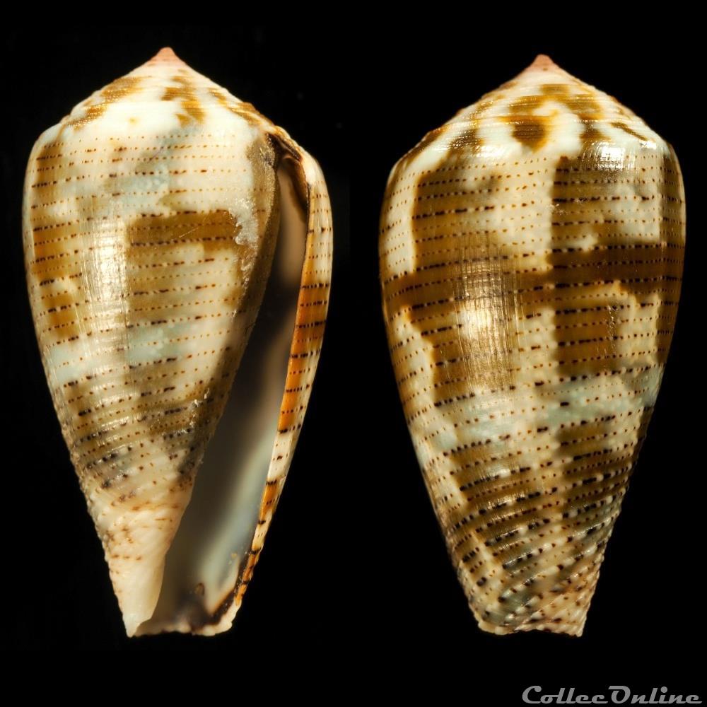 Pionoconus achatinus (Gmelin, 1791) coquillage fossile gastropodum pionoconus achatinus gmelin 1791