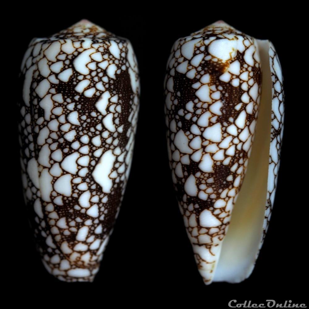 Darioconus omaria f. patonganus (Hwass in Bruguière, 1792) coquillage fossile gastropodum darioconus omaria f patonganus hwass in bruguiere 1792