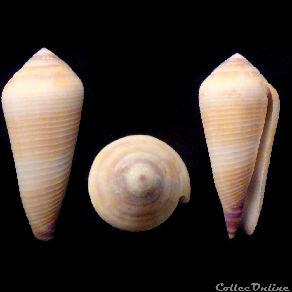 Virgiconus terebra (Born, 1778) coquillage fossile gastropodum virgiconus terebra born 1778