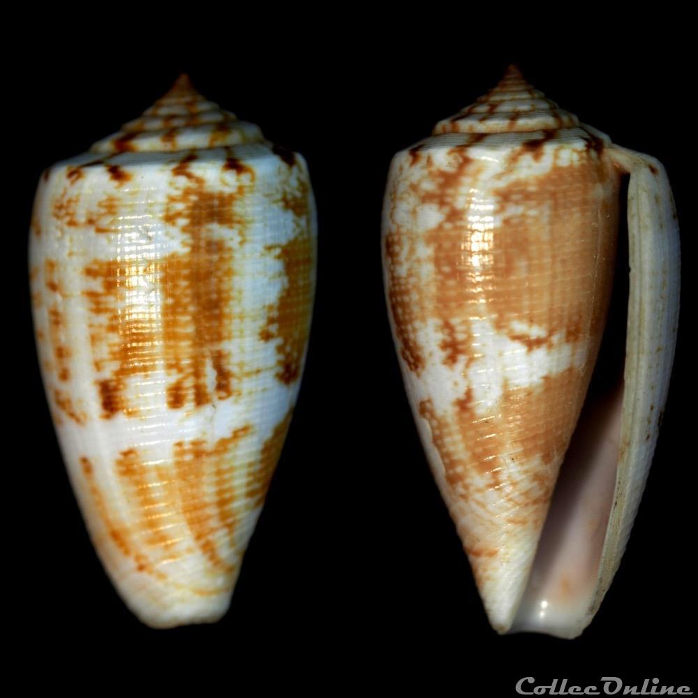 Floraconus (Floraconus) novaehollandiae (A. Adams, 1854)1854) coquillage fossile gastropodum floraconus floraconus novaehollandiae a adams 1854 1854