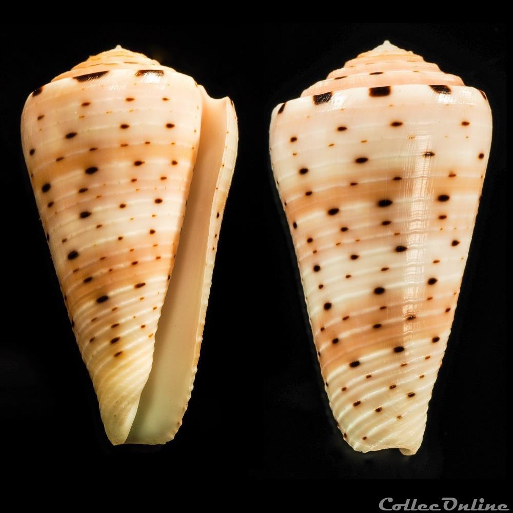 Pionoconus aurisiacus (Linnaeus, 1758) coquillage fossile gastropodum pionoconus aurisiacus linnaeus 1758