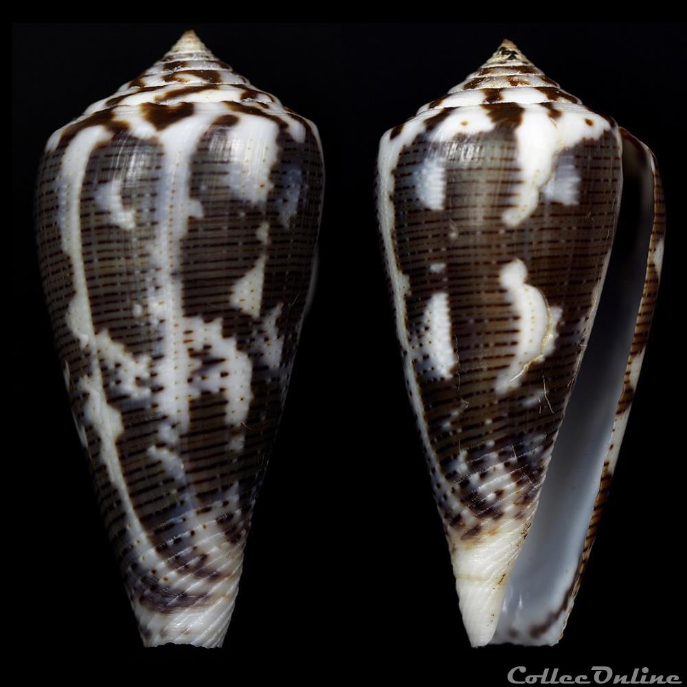 coquillage fossile gastropodum pionoconus cf magus 1