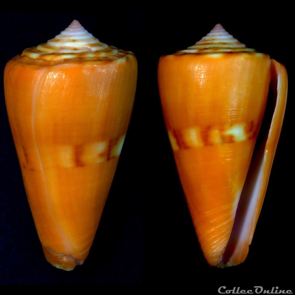 coquillage fossile gastropodum dauciconus dauciconus daucus hwass in bruguiere 1792