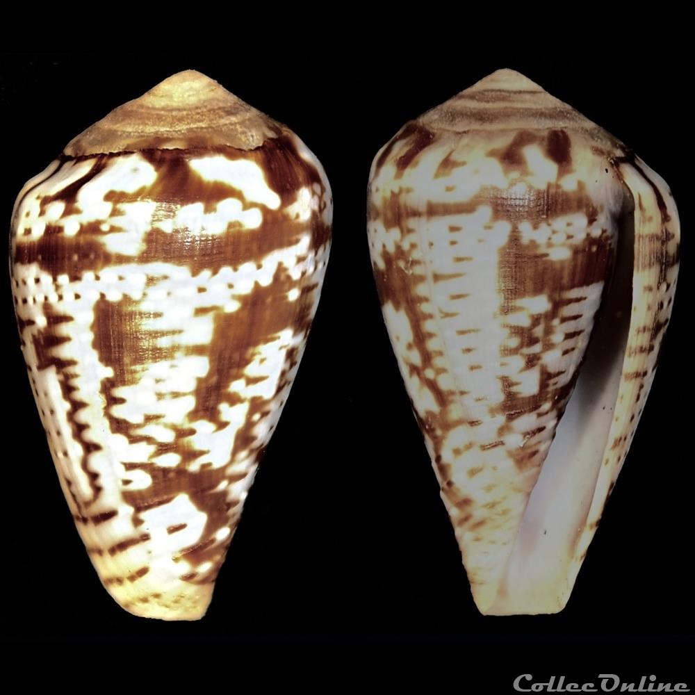 coquillage fossile gastropodum lautoconus varioconus aemulus reeve 1843