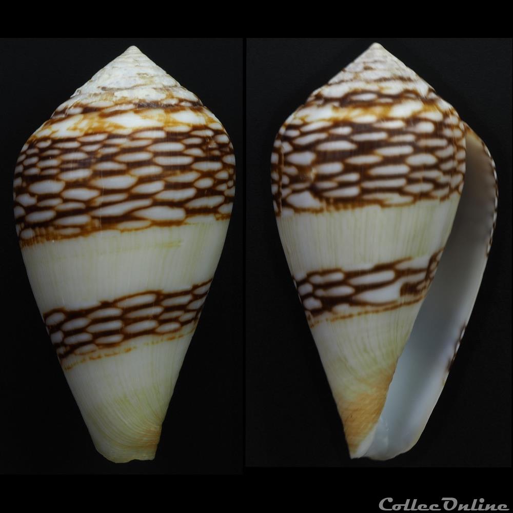 Lautoconus (Lautoconus) mercator (Linnaeus, 1758) coquillage fossile gastropodum lautoconus lautoconus mercator linnaeus 1758