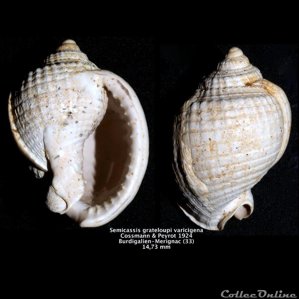 Semicassis grateloupi varicigena Cossmann & Peyrot 1924 coquillage fossile invertebre semicassis grateloupi varicigena cossmann peyrot 1924
