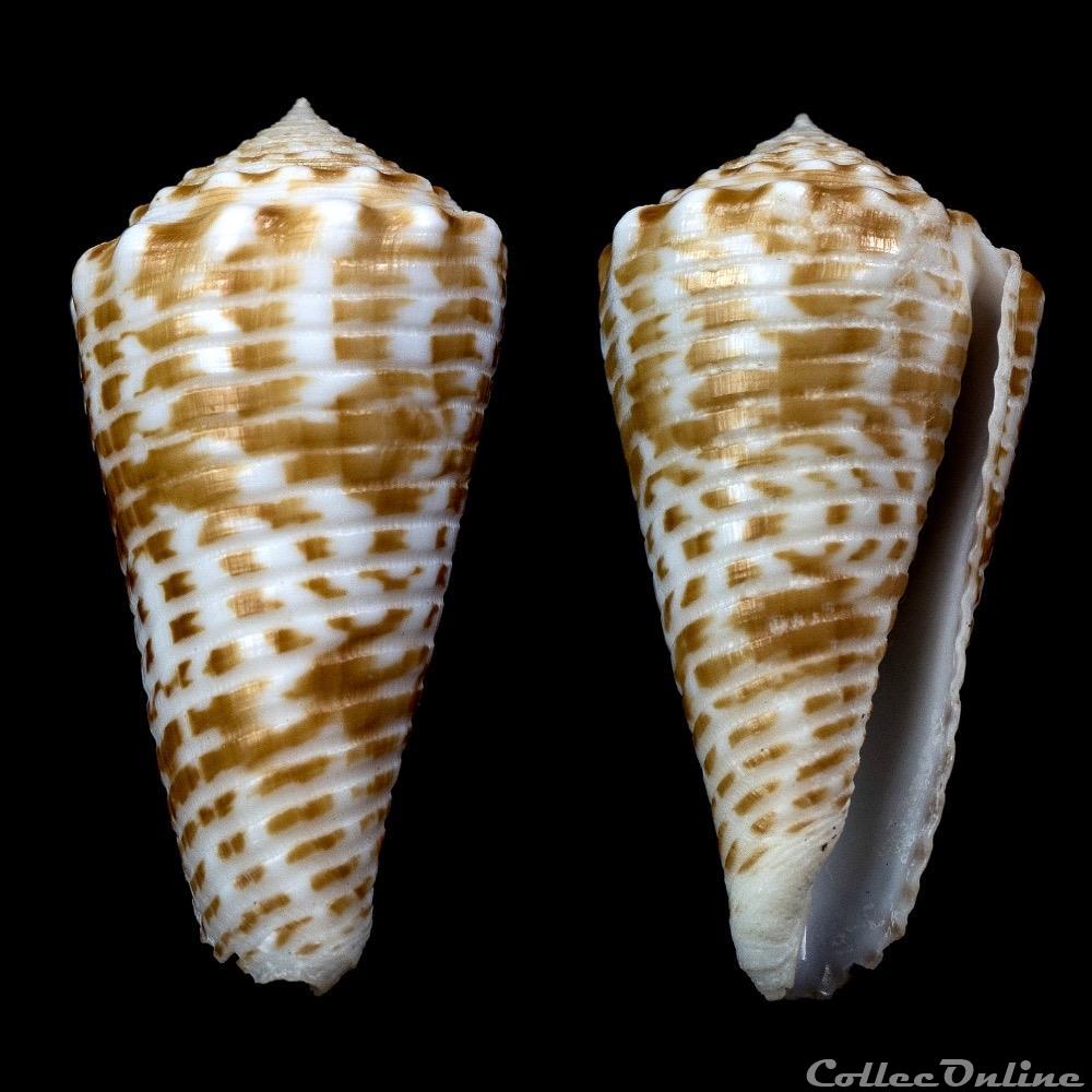 Asprella sulcocastanea (Kosuge, 1981) coquillage fossile gastropodum asprella sulcocastanea kosuge 1981