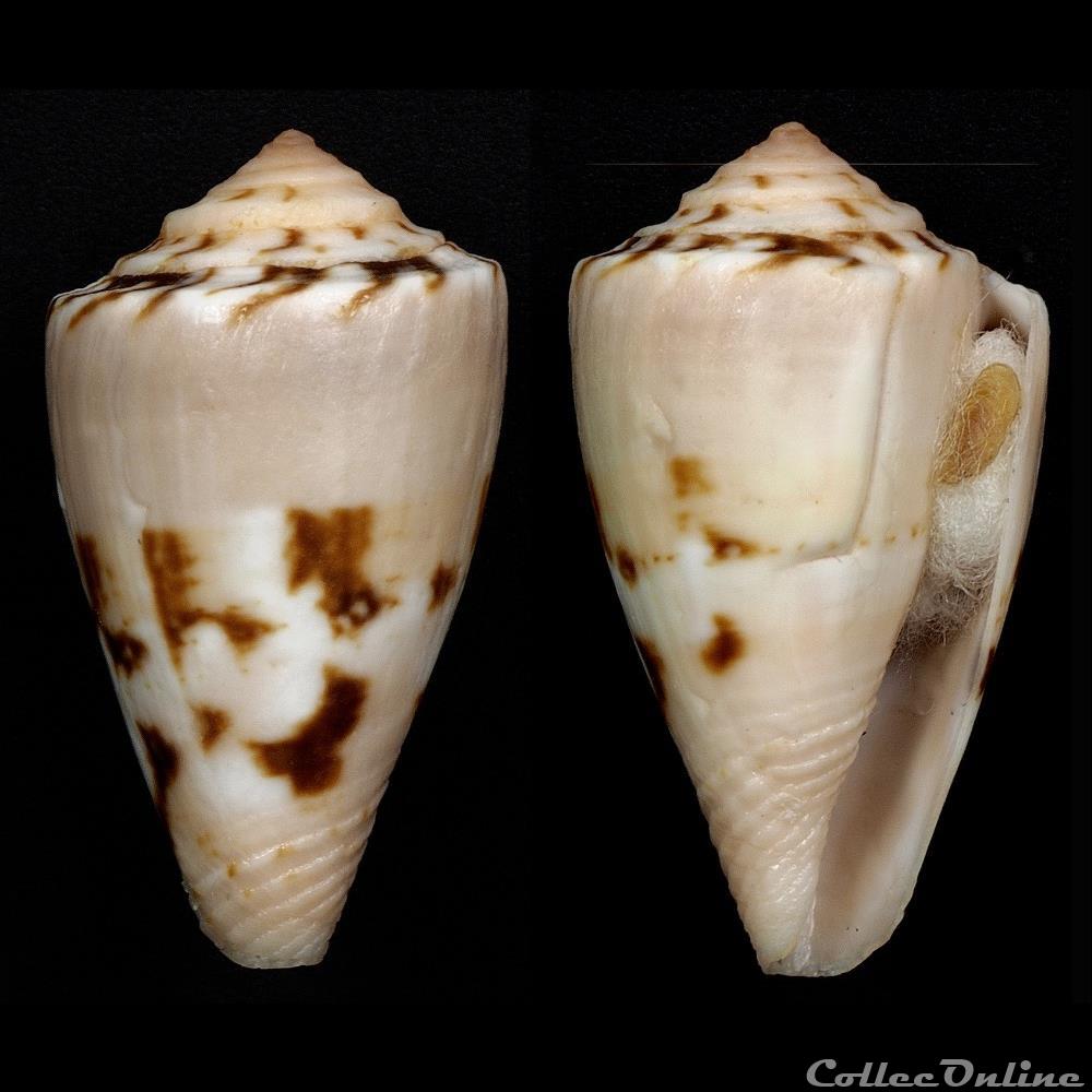 Dauciconus (Purpuriconus) brasiliensis (Clench, 1942) coquillage fossile gastropodum dauciconus purpuriconus brasiliensis clench 1942