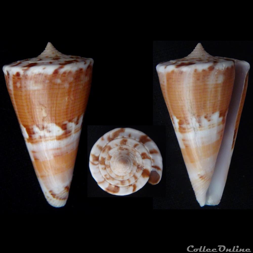 Kioconus ( Nitidoconus) voluminalis (Reeve, 1843) coquillage fossile gastropodum kioconus nitidoconus voluminalis reeve 1843