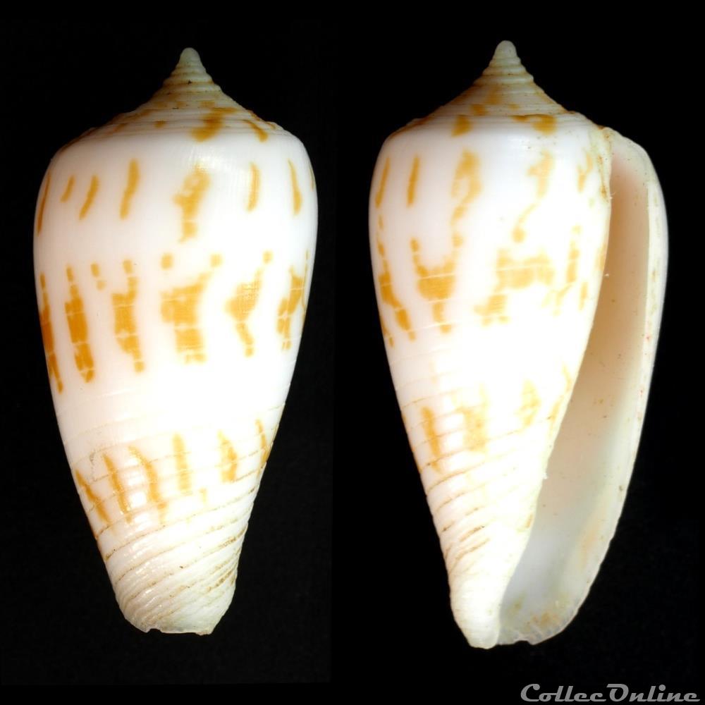 Phasmoconus (Phasmoconus) balabacensis (Filmer,2012) coquillage fossile gastropodum phasmoconus phasmoconus balabacensis filmer 2012
