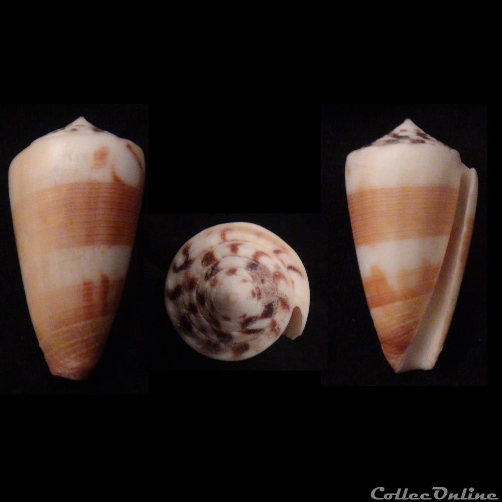 Strategoconus (Vituliconus) planorbis (Born, 1778) coquillage fossile gastropodum strategoconus vituliconus planorbis born 1778