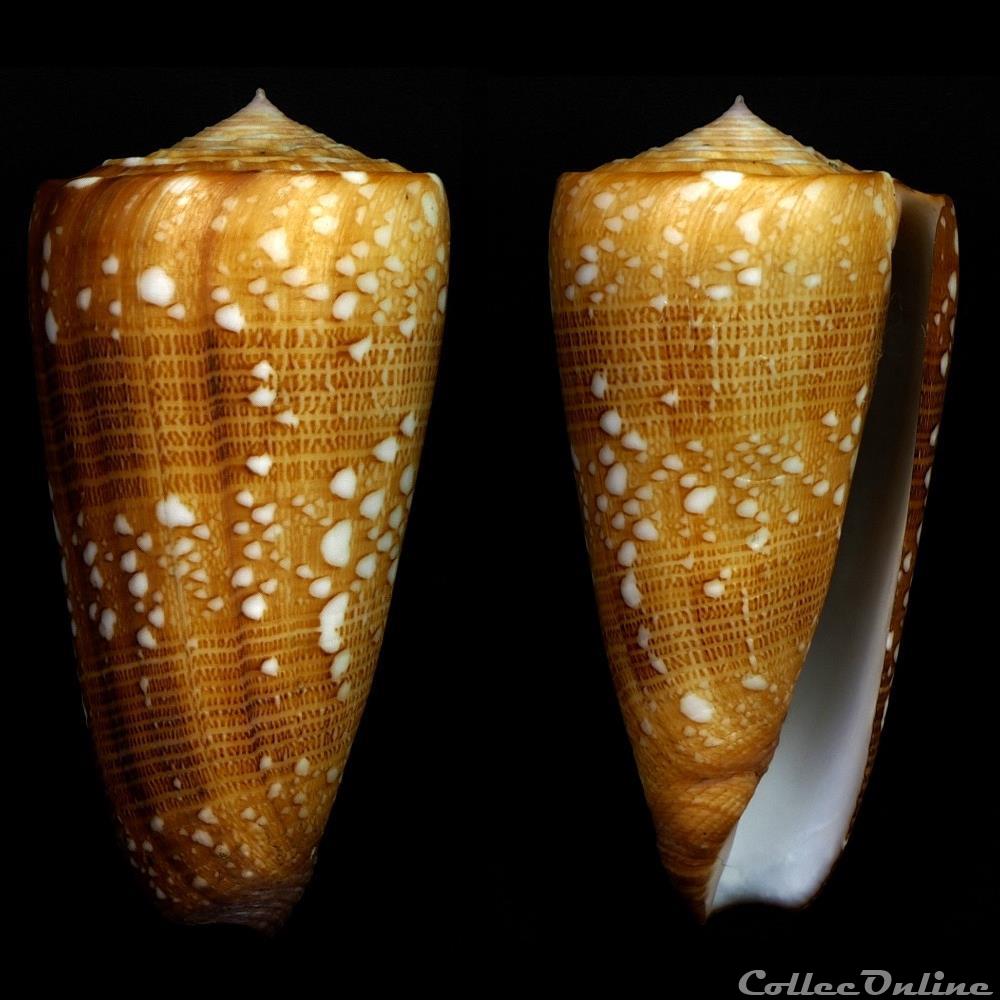 Eugeniconus victor victor (Broderip, 1842) coquillage fossile gastropodum eugeniconus victor victor broderip 1842
