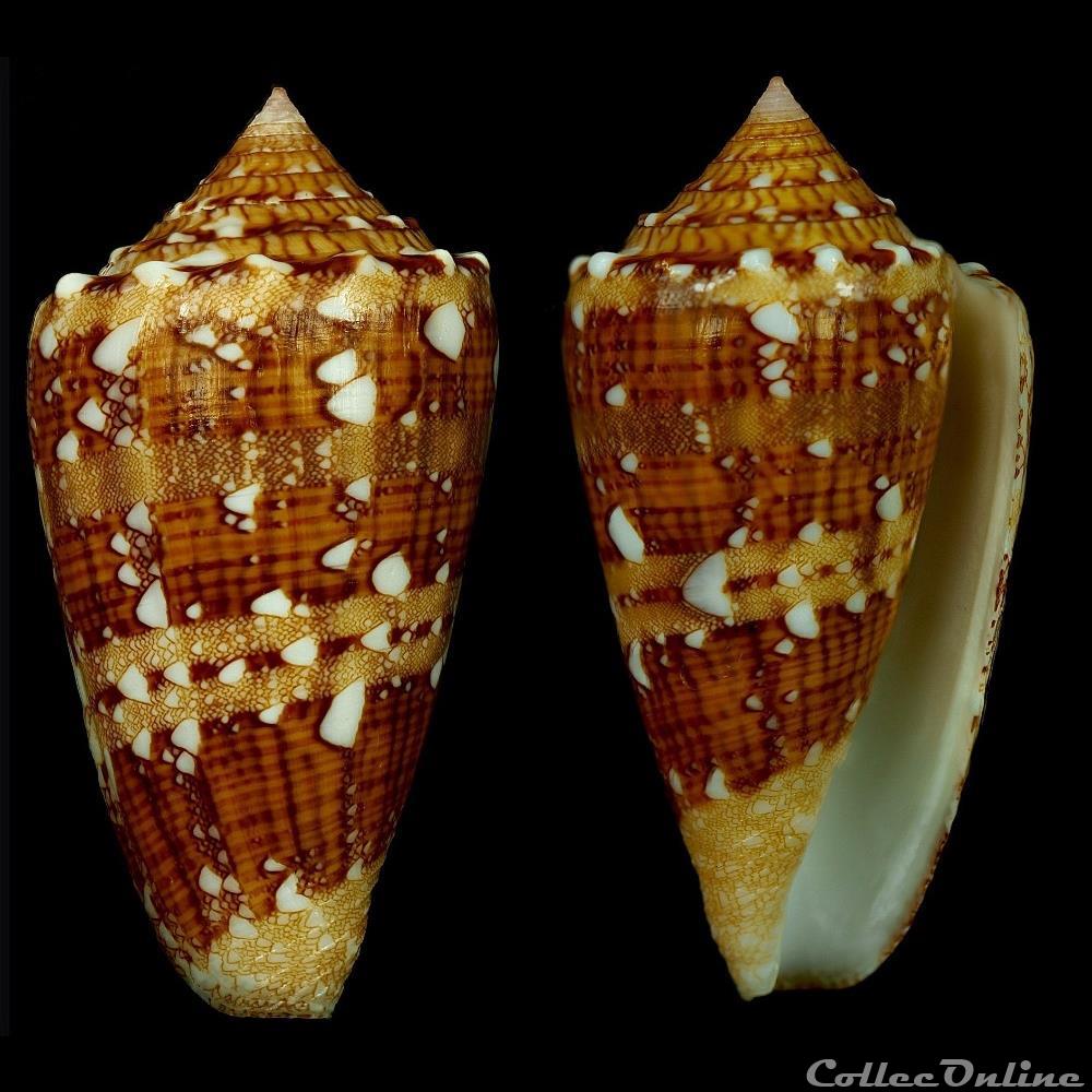 Cylindrus pseudocedonulli (Blainville, 1818) coquillage fossile gastropodum cylindrus pseudocedonulli blainville 1818