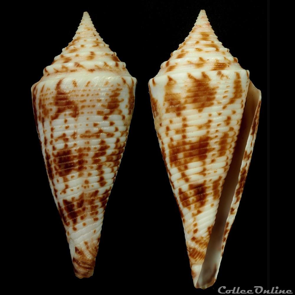 Fusiconus (Bathyconus) comatosus (Pilsbry, 1904) coquillage fossile gastropodum fusiconus bathyconus comatosus pilsbry 1904