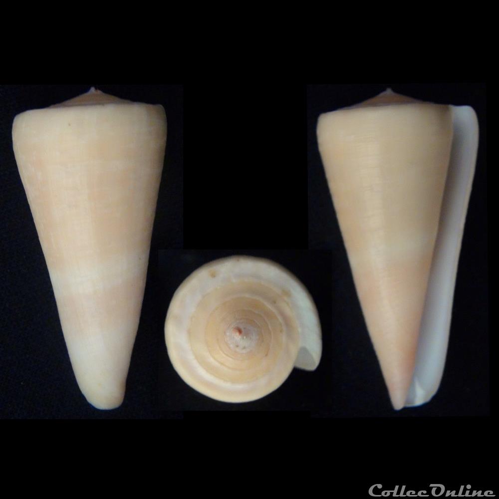 Virgiconus kintoki (Habe & Kosuge, 197 coquillage fossile gastropodum virgiconus kintoki habe kosuge 197