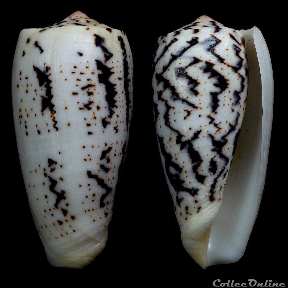 coquillage fossile gastropodum pionoconus magus linnaeus 1758