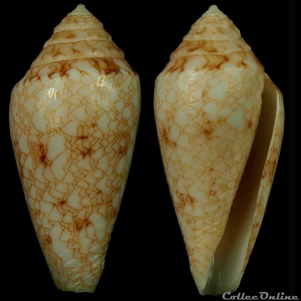 Cylindrus nodulosus (Sowerby II, 1864) coquillage fossile gastropodum cylindrus nodulosus sowerby ii 1864