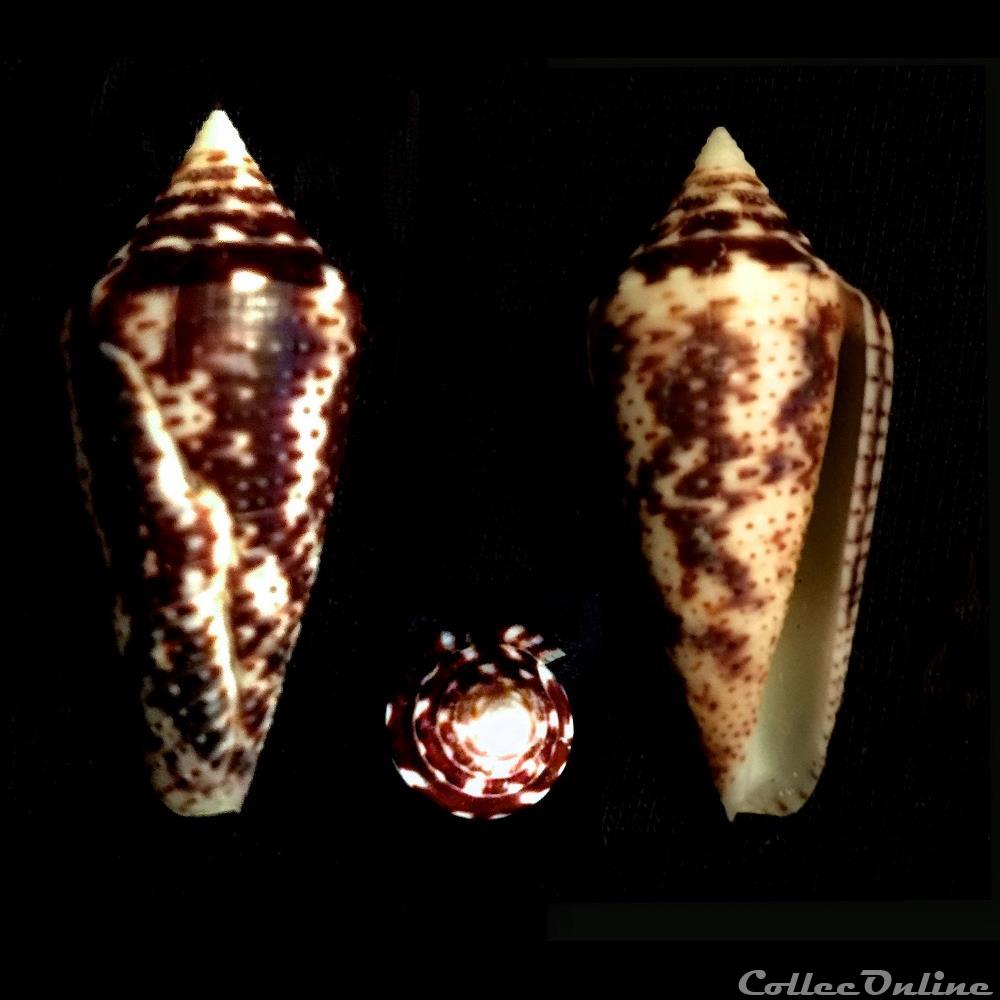 Ximeniconus (Ximeniconus) mahogani (Reeve, 1843) coquillage fossile gastropodum ximeniconus ximeniconus mahogani reeve 1843