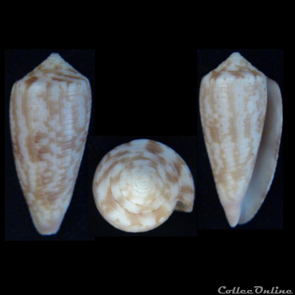 coquillage fossile gastropodum phasmoconus phasmoconus oishii shikama 1977