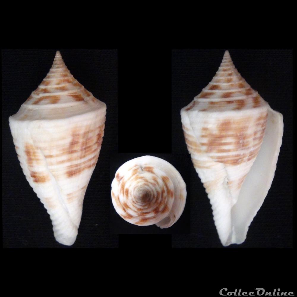 Conasprella pagoda (Kiener, 1845) coquillage fossile gastropodum conasprella pagoda kiener 1845