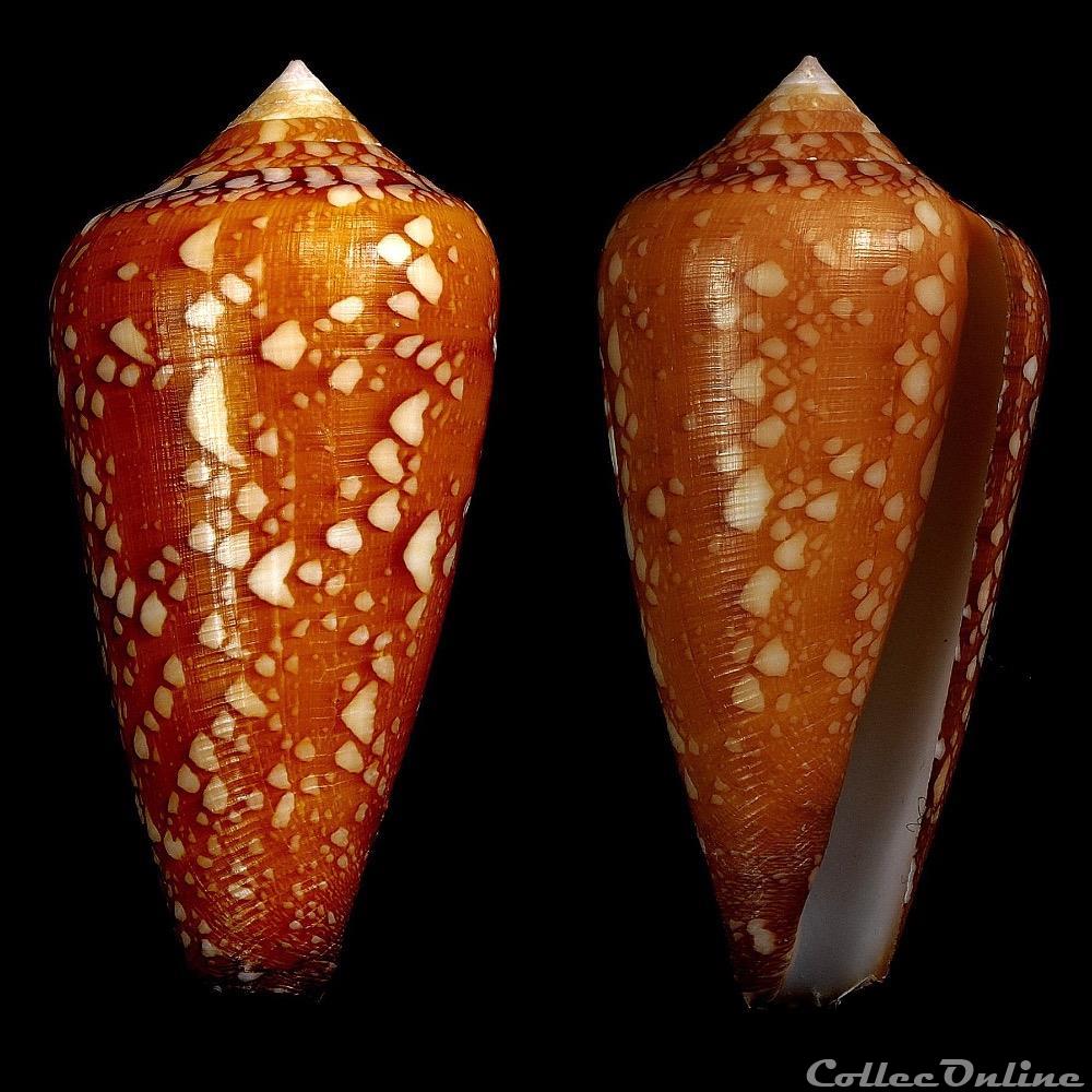 Darioconus crocatus (Lamarck, 1810) coquillage fossile gastropodum darioconus crocatus lamarck 1810
