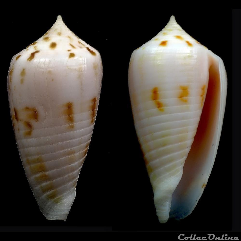 Phasmoconus (Phasmoconus) zandbergeni (Filmer & Moolenbeek, 2010) coquillage fossile gastropodum phasmoconus phasmoconus zandbergeni filmer moolenbeek 2010