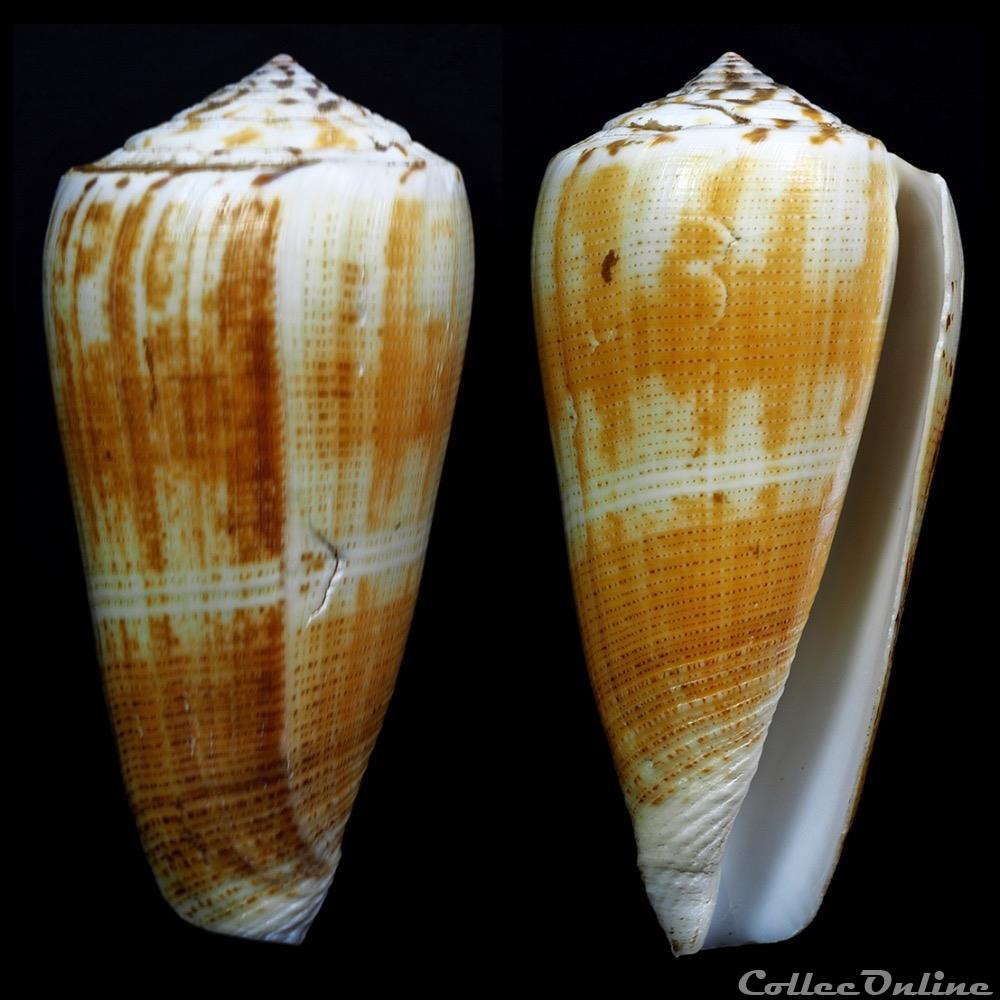 Pionoconus magus (Linnaeus, 1758) coquillage fossile gastropodum pionoconus magus linnaeus 1758