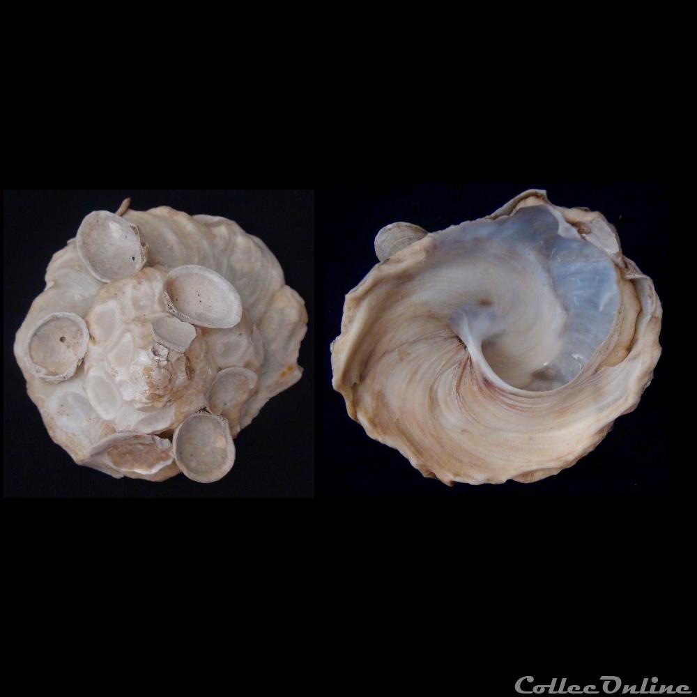 Xenophora pallidula (Reeve, 1842) coquillage fossile gastropodum xenophora pallidula reeve 1842