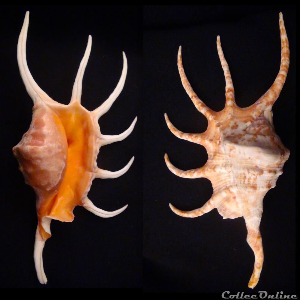 coquillage fossile gastropodum lambis crocata pilsbryi abbott 1961