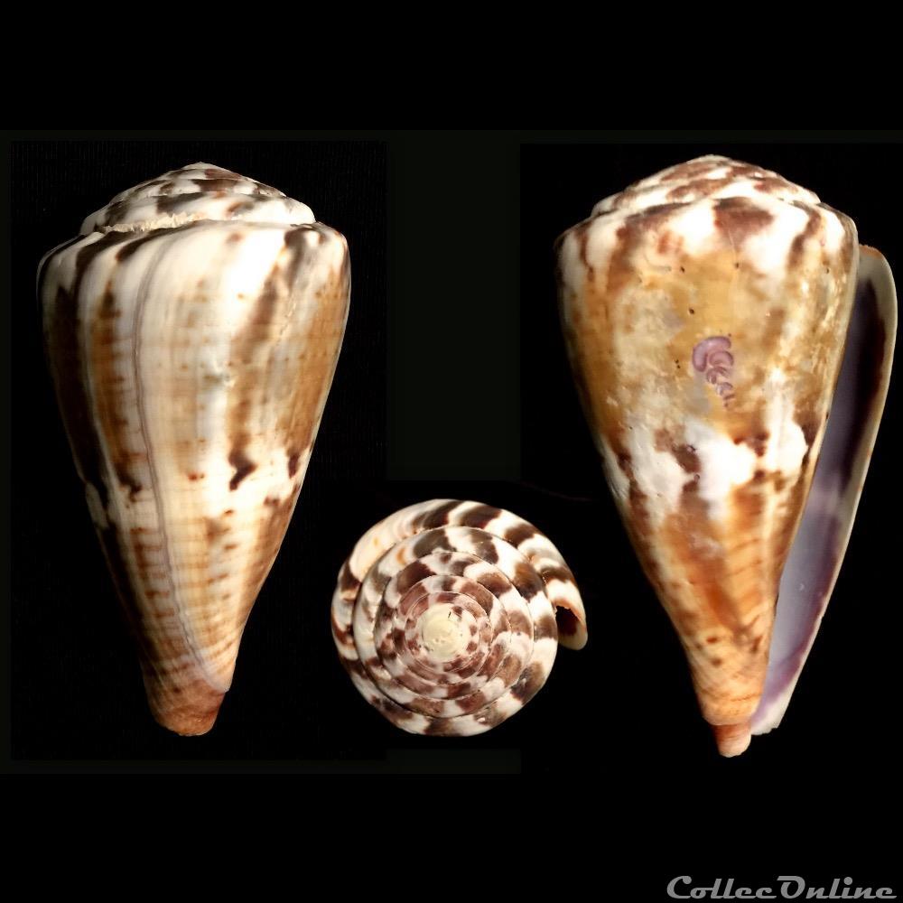 Rhizoconus vexillum (Gmelin, 1791) coquillage fossile gastropodum rhizoconus vexillum gmelin 1791