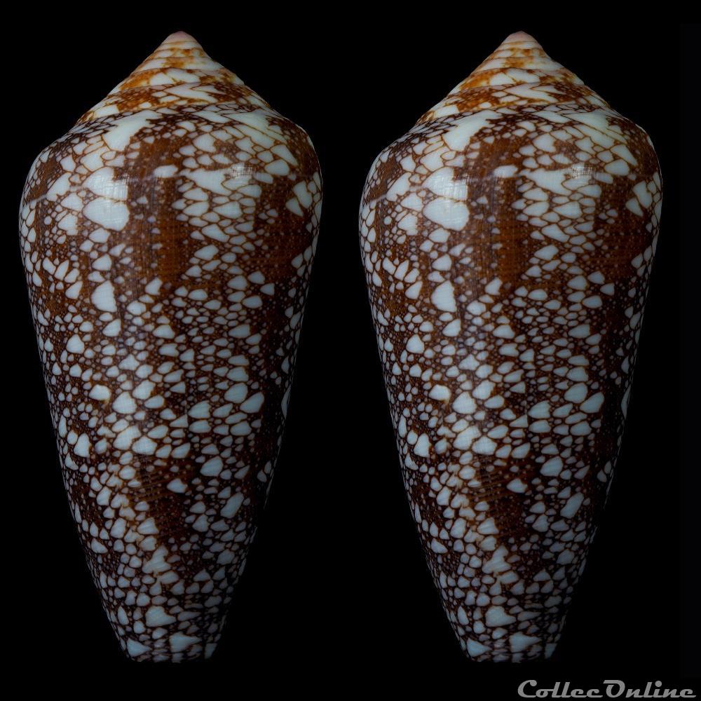 Darioconus pennaceus quasimagnificus (da Motta, 1982) coquillage fossile gastropodum darioconus pennaceus quasimagnificus da motta 1982