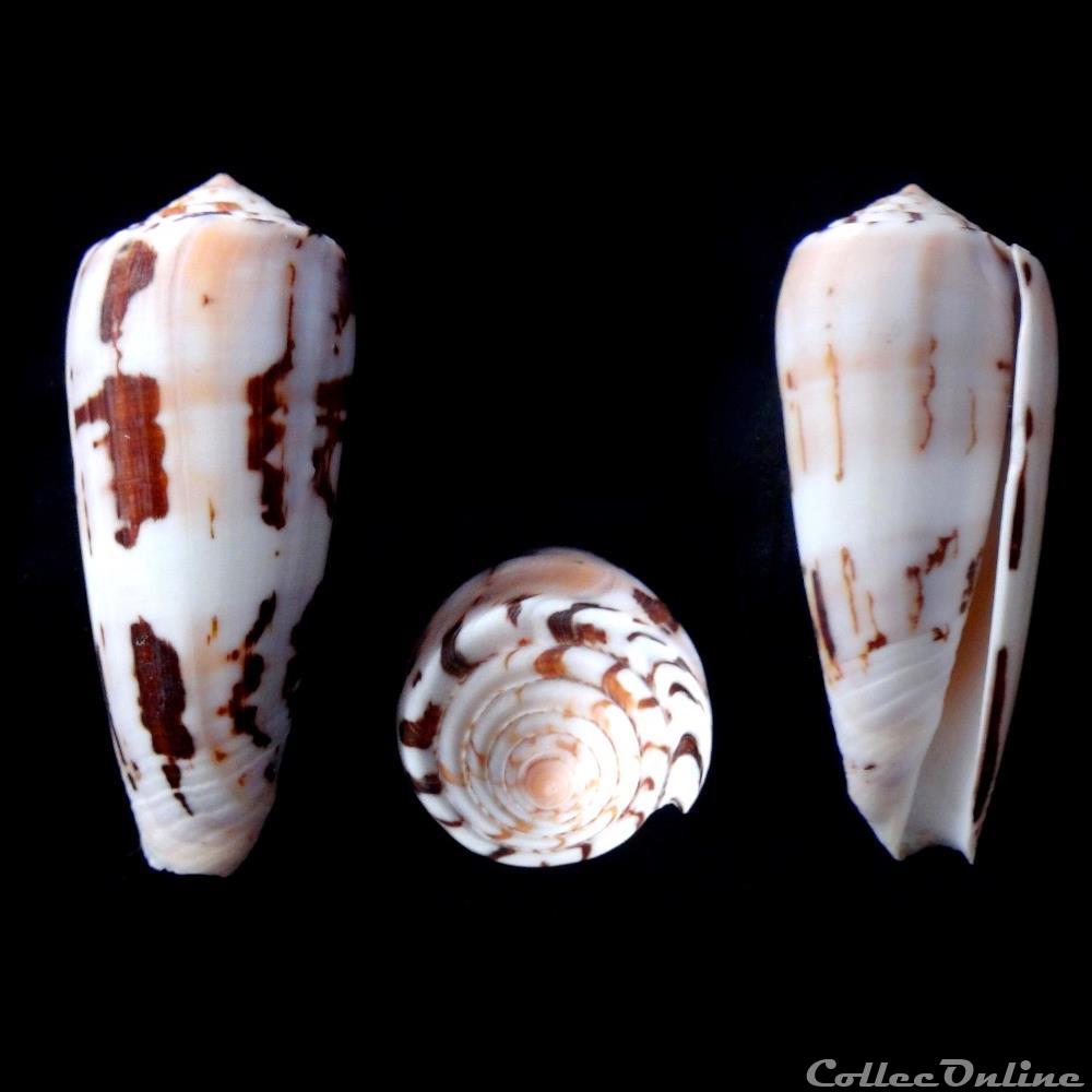 Pionoconus gubernator (Hwass in Bruguière, 1792) coquillage fossile gastropodum pionoconus gubernator hwass in bruguiere 1792