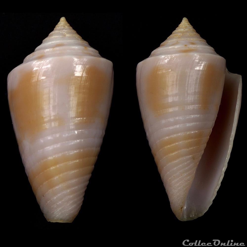 Ximeniconus (Jaspidiconus) cf. verrucosus coquillage fossile gastropodum ximeniconus jaspidiconus cf verrucosus