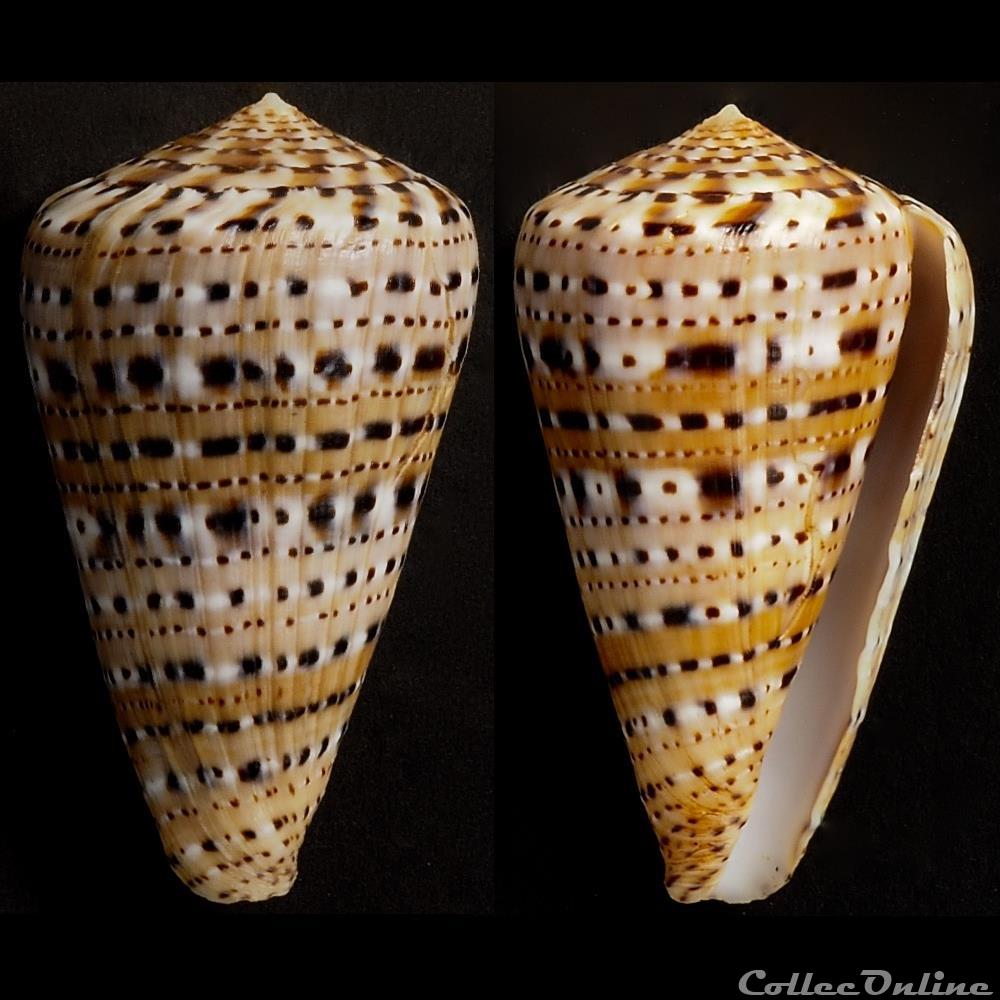 Kalloconus (Genuanocpnus) genuanus (Linnaeus, 1758) coquillage fossile gastropodum kalloconus genuanocpnus genuanus linnaeus 1758