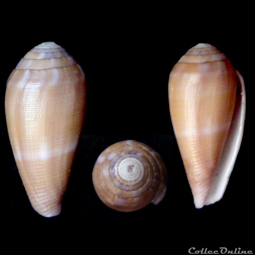 Leporiconus pomareae Monnier & Limpalaër, 2014 coquillage fossile gastropodum leporiconus pomareae monnier limpalaer 2014