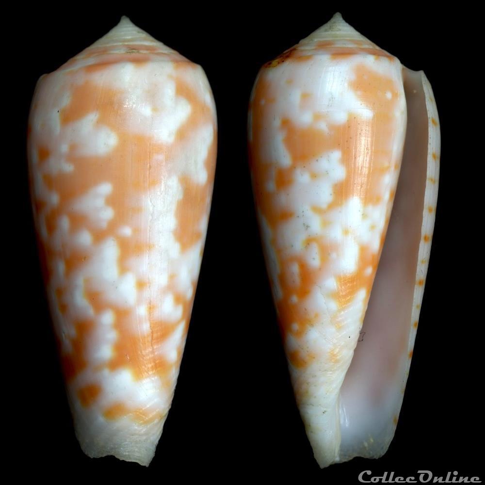 Textilia (Textilia) timorensis (Hwass, 1792) coquillage fossile gastropodum textilia textilia timorensis hwass 1792