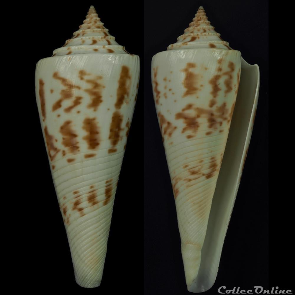 Endemoconus sieboldii (Reeve, 1848) coquillage fossile gastropodum endemoconus sieboldii reeve 1848