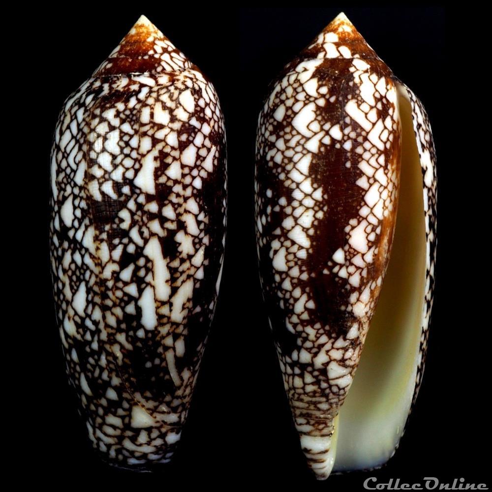 Darioconus cf. gracianus (da Motta & Blocher, 1982) coquillage fossile gastropodum darioconus cf gracianus da motta blocher 1982