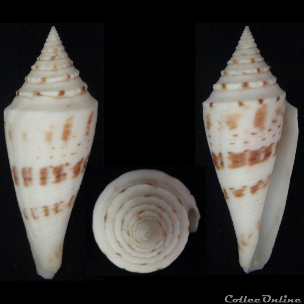 Fusions (Fusions) ichinoseanus (Kuroda, 1956) coquillage fossile gastropodum fusions fusions ichinoseanus kuroda 1956