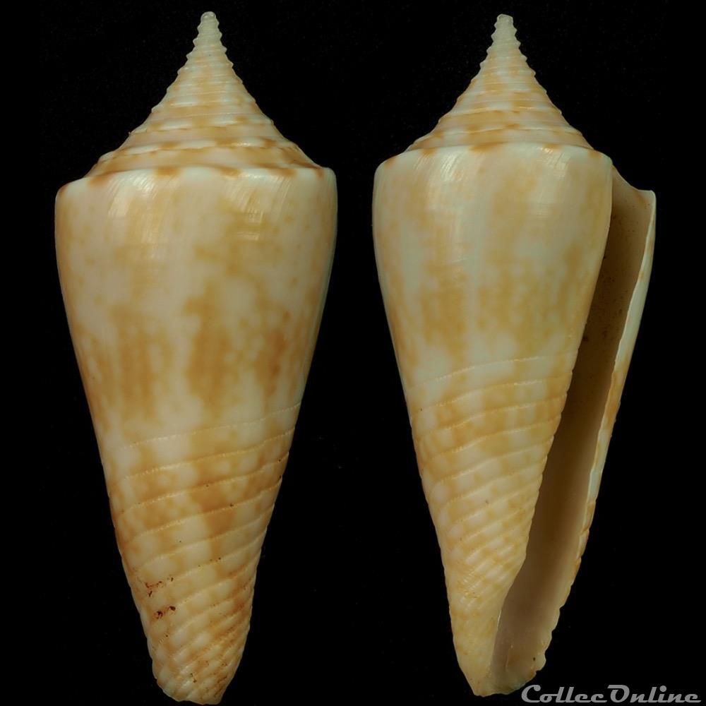 coquillage fossile gastropodum fumiconus dictator melvill 1898