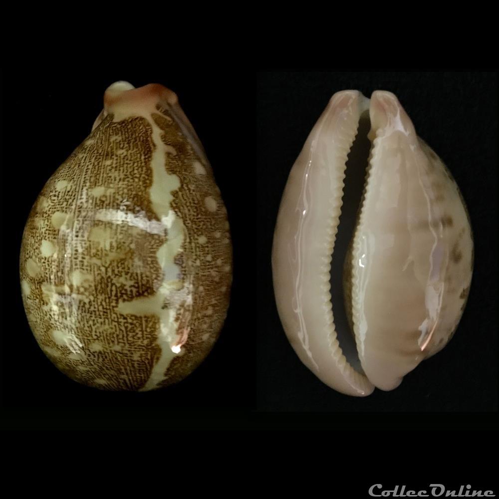 coquillage fossile gastropodum leporicypraea mappa linnaeus 1758