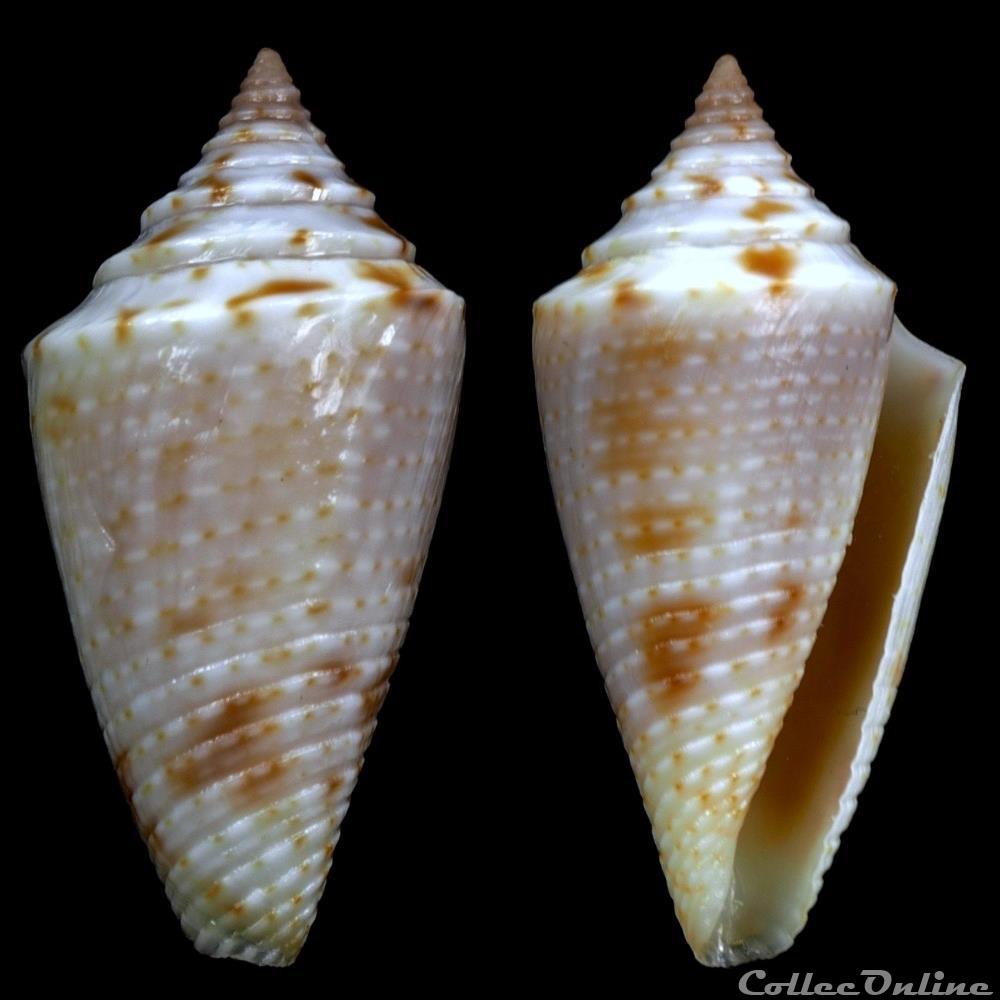 Ximeniconus (Jaspidiconus) stearnsii (Conrad, 1869) coquillage fossile gastropodum ximeniconus jaspidiconus stearnsii conrad 1869